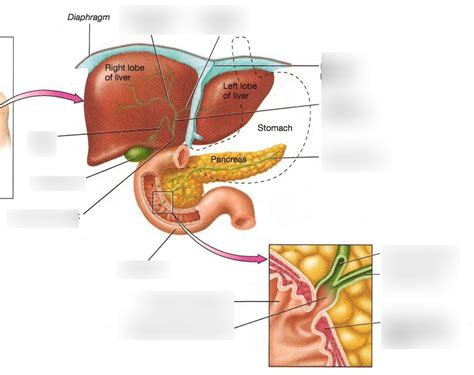 Liver Gallbladder Pancreas Duodenum Diagram Quizlet