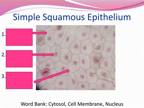 Ppt Epithelial Tissue Chapter 5 Powerpoint Presentation