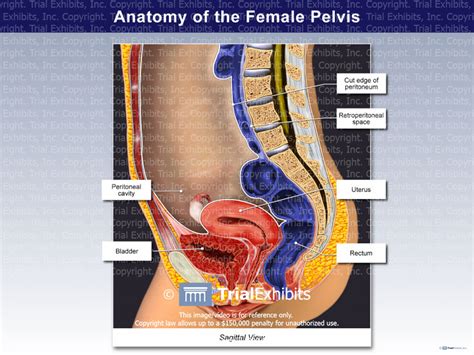 Find the perfect female abdomen stock illustrations from getty images. Anatomy of the Female Pelvis Sagittal Cut-Away View - TrialExhibits Inc.