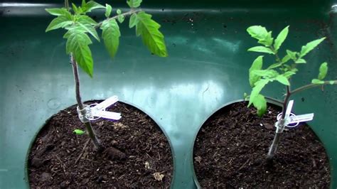 Why Graft Tomatoes The Main Two Reasons I Started Grafting Tomatoes
