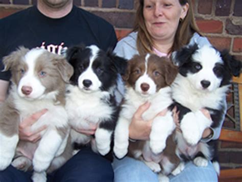 Working bred abca registered border collie pups 945.74 miles. Cute Puppy Dogs: Red border collie puppies