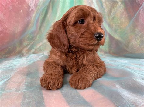 The next litter will be ready soon. Goldendoodle Puppy, Miniature Dark Red F1B, Iowa Minnesota ...