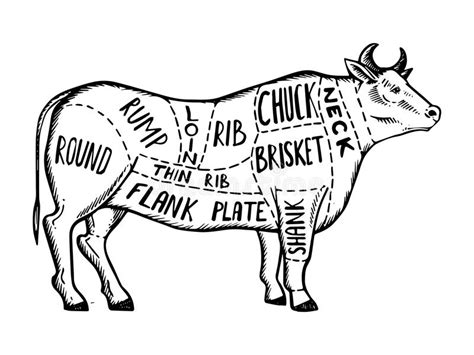 More commonly done on skeletal diagrams is a black skeleton with a white background. Lamb Or Mutton Cuts Diagram. Butcher Shop. Stock Vector ...