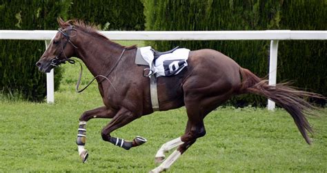 Training A Race Horse 101 Everything You Need To Know