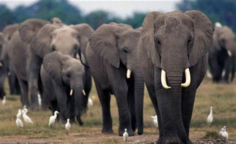 Los Elefantes Parecen Comunicarse Haciendo Vibrar El Suelo
