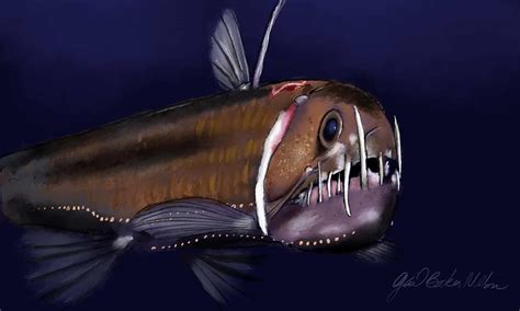 Viperfish Fish Facts Chauliodus Sp A Z Animals