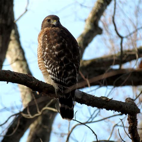 Red Shouldered Hawk Buteo Lineatus Rock Creek Park Washi Flickr