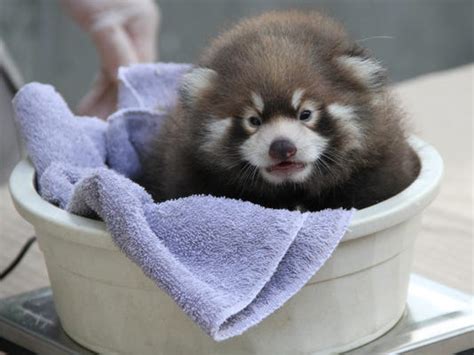 New York Zoo Has Rare Red Panda Birth