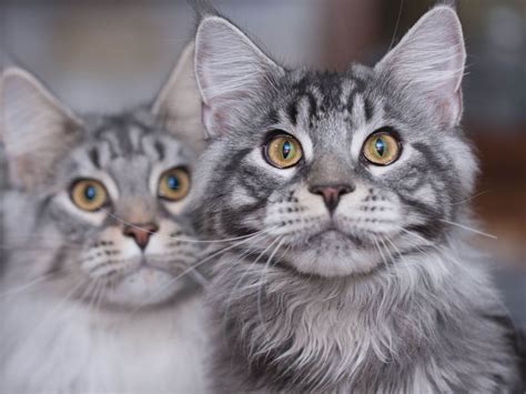 Di indonesia sendiri kucing menjadi hewan peliharaan primadona karena tingkah lakunya yang lucu dan menggemaskan. Kucing Maine Coon: Karakteristik, Ciri, Fakta dan Cara ...