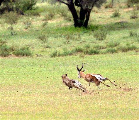 Karena banyak yang menganggap mereka sebagai kucing besar, mereka juga. Foto Cheetah, Hewan Karnivora yang Eksotis ...