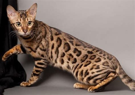 Tudo Sobre O Bengal O Gato Que é Um Leopardo Em Miniatura Amo Meu Gato