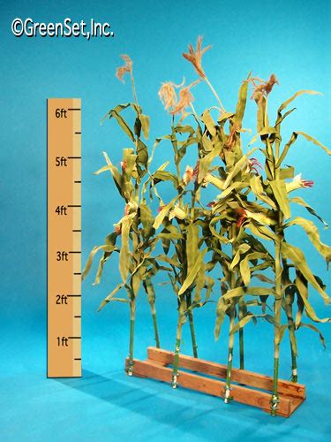 Silk Corn Stalks In Plants Artificial
