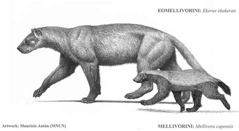 Honey Badger Vs Wolverine Animal Size Comparison Mustelidae Wikipedia