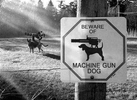 Rules Of The Jungle Funny Dogs With Guns