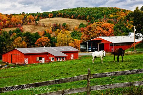 Fall Foliage On Vermont Horse Farm Country Barns New England Foliage