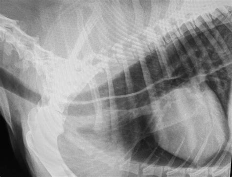 Sonographic Assessment Of Oesophageal Function In Dogs Vet Practice