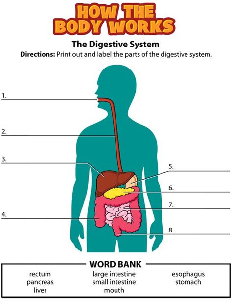 Digestive System Label Movie Quiz