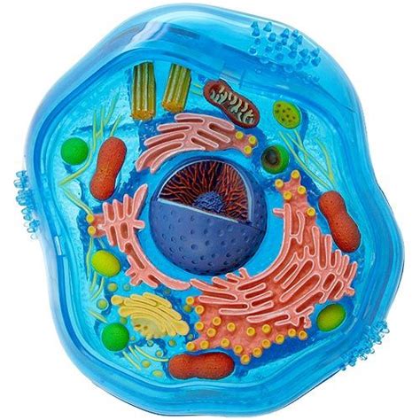 4d Animal Cell Model By