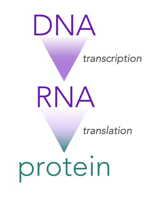 Chapter The Genetic Code The Biology Primer