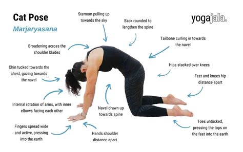 Beginner Yoga Poses