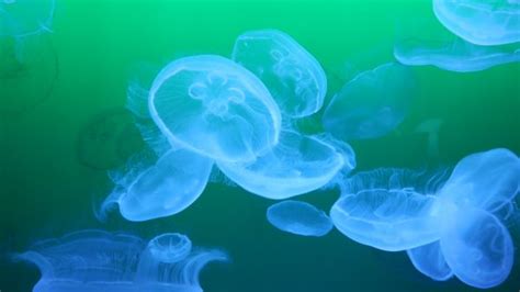 Free Images Ocean Petal Swim Jellyfish Blue Sea Animal Coral