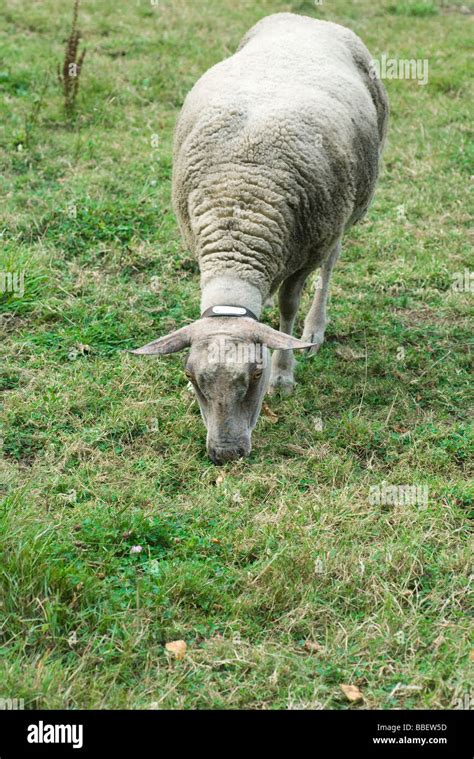 Grazing Images Of Sheep Hi Res Stock Photography And Images Alamy