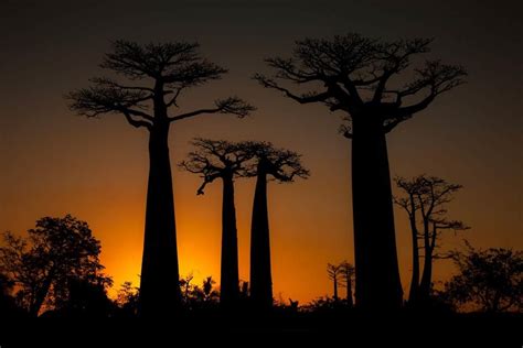 Baobab Tree Adansonia 2014 09 02 Dd To That Their Towering Bulk