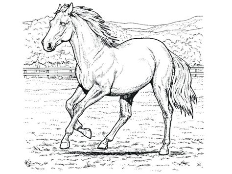 Wild Horse Coloring Pages At Free Printable