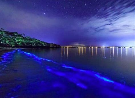 Bioluminescent Bay Puerto Rico In Vieques