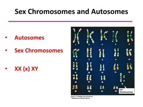 Ppt Chromosomes And Human Inheritance Patterns Of Inheritance