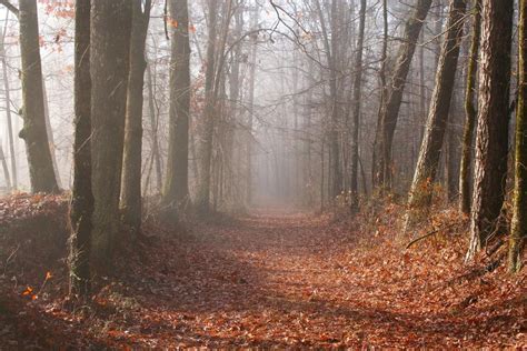 Free Photos Beautiful Autumn Forest Mountain Path At Sunset Dailyshot