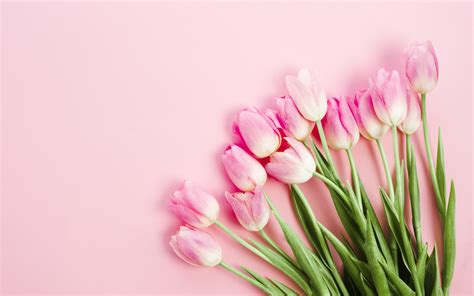 Download Wallpapers Pink Tulips Bouquet Tulips On A Pink Background