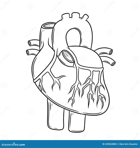 Human Heart Anatomy From A Healthy Body Stock Illustration