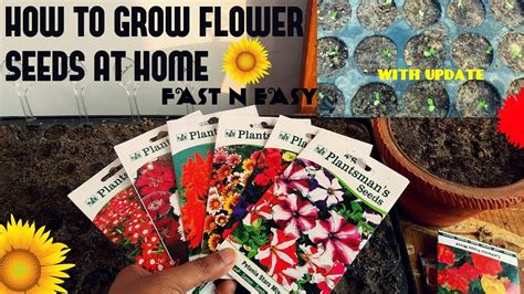 Planting fast growing seeds and measuring it every day develops their curiosity. How To Grow Flower Seeds Fast (With Update) - YouTube ...