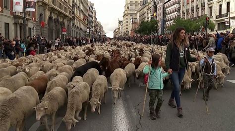 Satojen lampaiden kellot kilisivät kun karvainen lauma täytti Madridin
