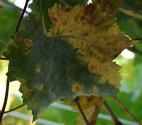 Hoja De Vid Vitis Vinifera Hojas Grandes Palmeadas Y Flickr