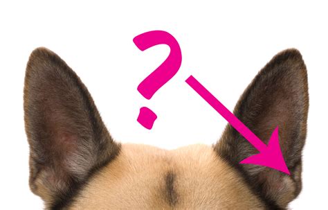 What The Weird Flaps On Your Dogs Ears Are And What Theyre For That