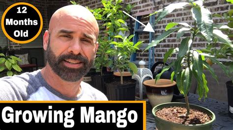 How To Grow A Mango Tree From Seed 12 Months Old Youtube