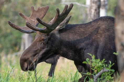 The Complete Guide To Wildlife Viewing In Banff National Park