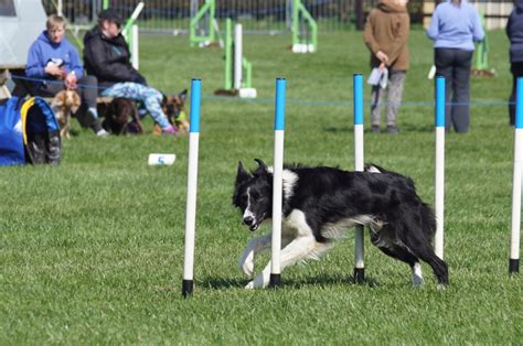 Border Collie Wins Agility Event Just 9 Months After Shattering Leg