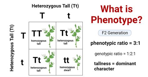 Phenotype Definition Expression Types Examples Significance
