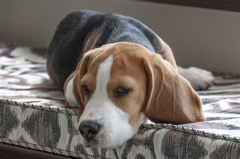 Why Do Beagles Sleep With Their Eyes Open Modern Beagle