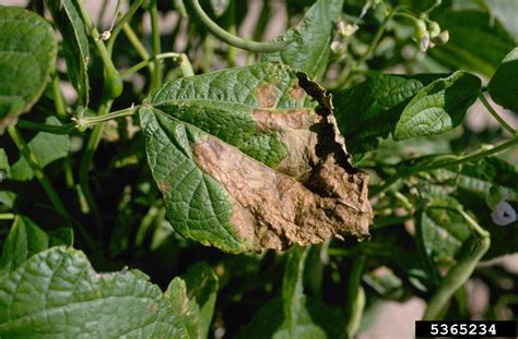Common Bacterial Blight Of Beans Fuscous Blight Xanthomonas