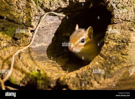 Black Chipmunk Hi Res Stock Photography And Images Alamy