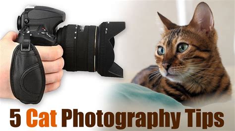 Harness These 5 Simple Video Tips To Jump Start Your Cat Photography