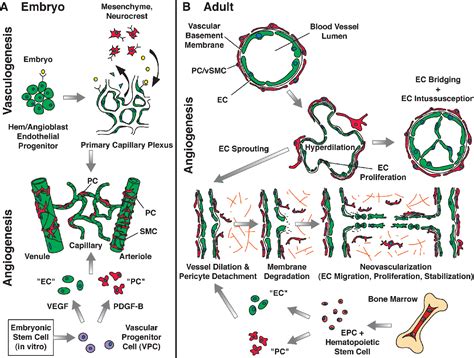 Figure From The Role Of Pericytes In Blood Vessel Formation And