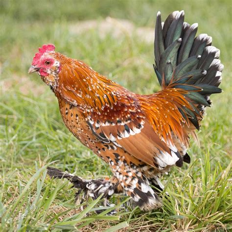 7 Best Feather Footed Chicken Breeds Audreys Little Farm