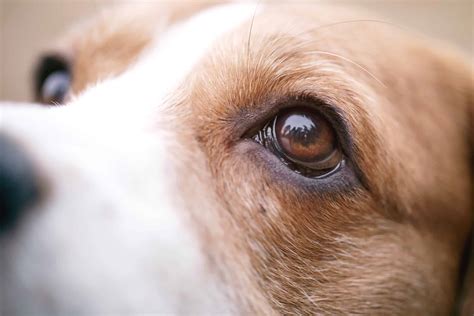 Dog Eye Stye Causes Symptoms And Treatments With Faqs