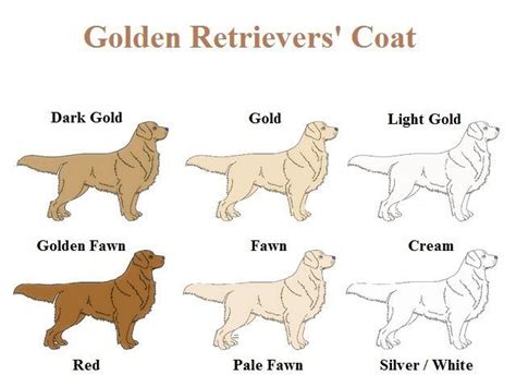 Golden Retrievers Coat Colour Golden Retriever Colors Golden