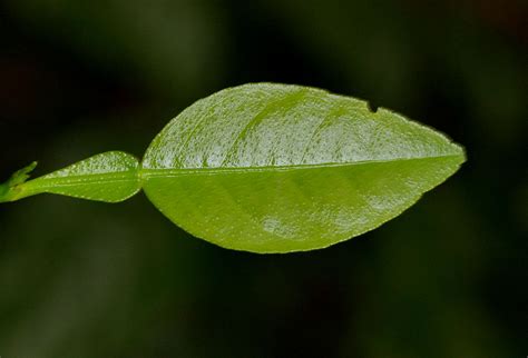 Lemon Leaves = Lēbura pātā - MirrorGraph | Plant leaves, Lemon leaves, Leaves